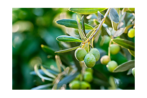 extrakt z oliv-vena
